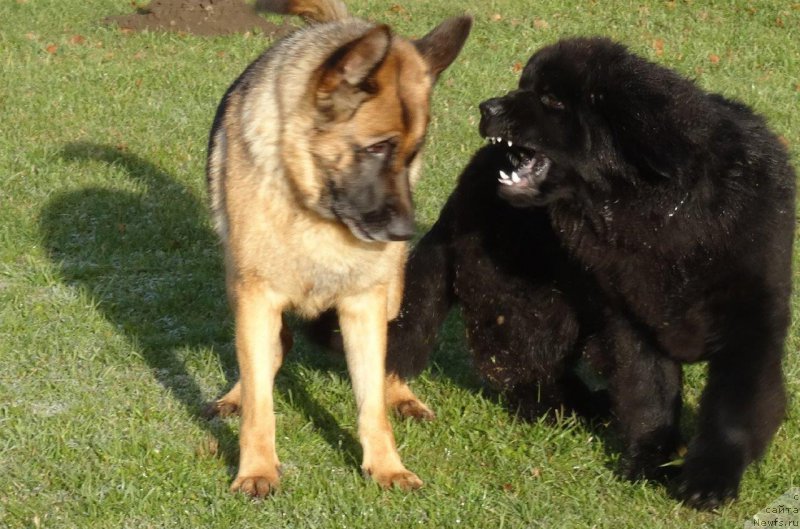 Фото: ньюфаундленд Браунблад МСК Жансая Шули (Brownblood MSK Zhansaya Shuli)