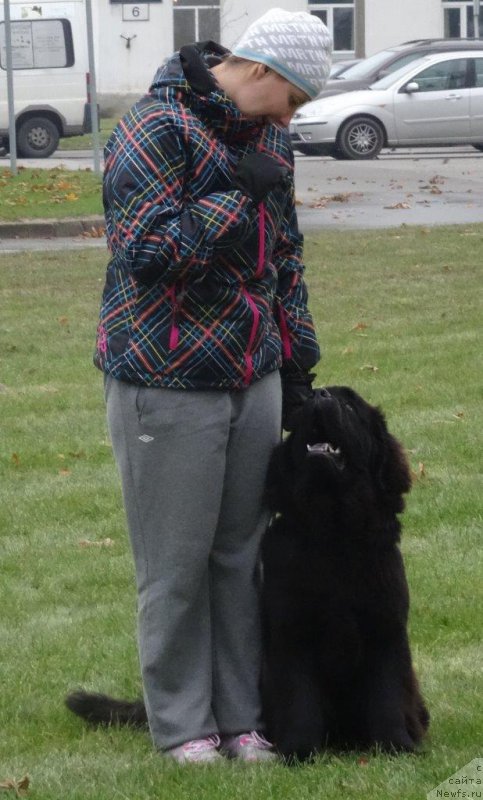 Фото: ньюфаундленд Браунблад МСК Жансая Шули (Brownblood MSK Zhansaya Shuli)