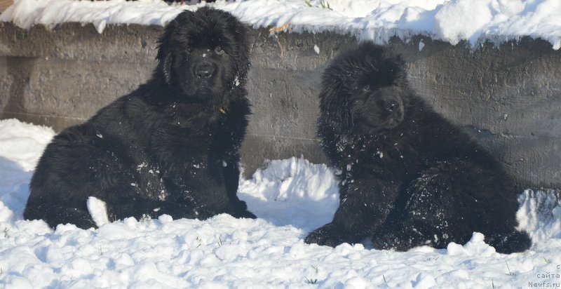 Фото: ньюфаундленд С'Нежная Вьюга Блекберри Элеганс, ньюфаундленд Дэнсинг Баттерфлай из Аркаима (Dancing Butterfly iz Arkaima)