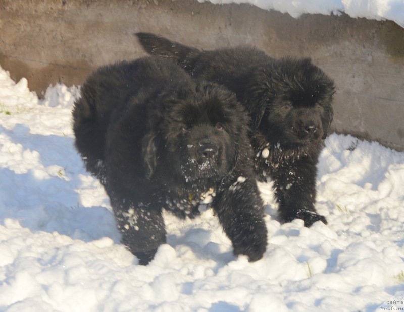 Фото: ньюфаундленд С'Нежная Вьюга Блекберри Элеганс, ньюфаундленд Дэнсинг Баттерфлай из Аркаима (Dancing Butterfly iz Arkaima)