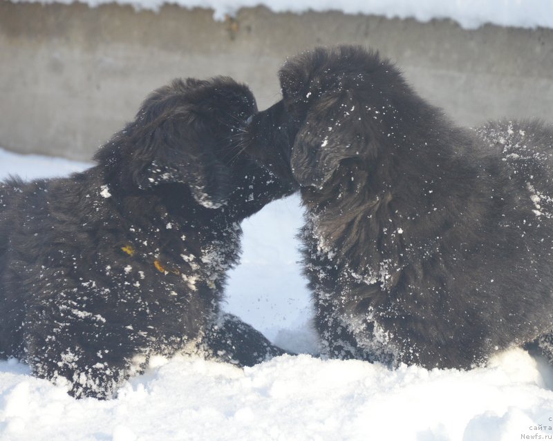 Фотография № 195119