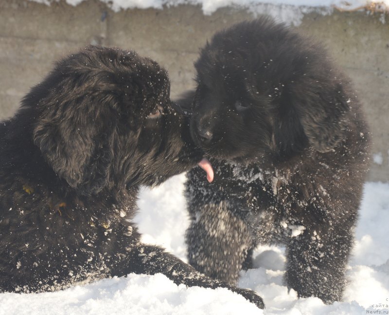 Фото: ньюфаундленд С'Нежная Вьюга Блекберри Элеганс, ньюфаундленд Дэнсинг Баттерфлай из Аркаима (Dancing Butterfly iz Arkaima)