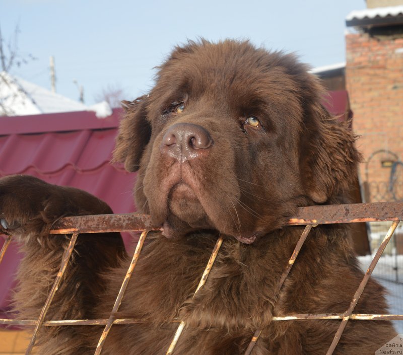 Фото: ньюфаундленд Плюшевая Панда Гиоргио Беуерлу Хиллс (Plushevaya Panda Giorgio Beuerlu Hills)