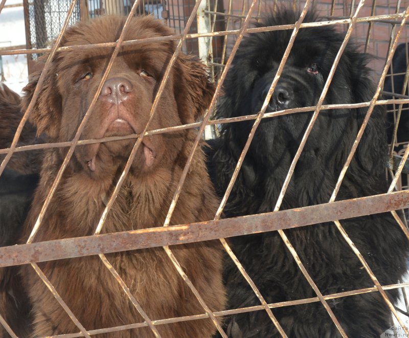 Фото: ньюфаундленд Плюшевая Панда Гиоргио Беуерлу Хиллс (Plushevaya Panda Giorgio Beuerlu Hills), ньюфаундленд Супер Премиум Голд Кисс (Super Premium Gold Kis)