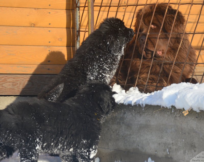 Фотография № 195133