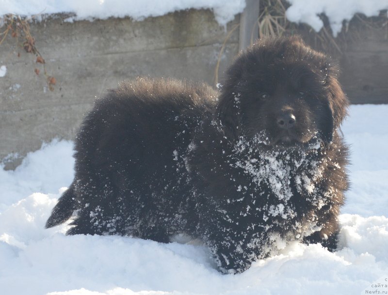 Фотография № 195144