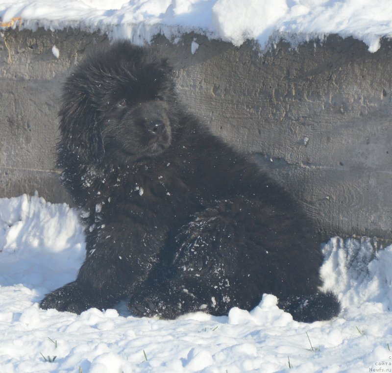 Фото: ньюфаундленд Дэнсинг Баттерфлай из Аркаима (Dancing Butterfly iz Arkaima)