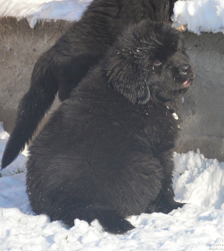 Фото: ньюфаундленд Дэнсинг Баттерфлай из Аркаима (Dancing Butterfly iz Arkaima)