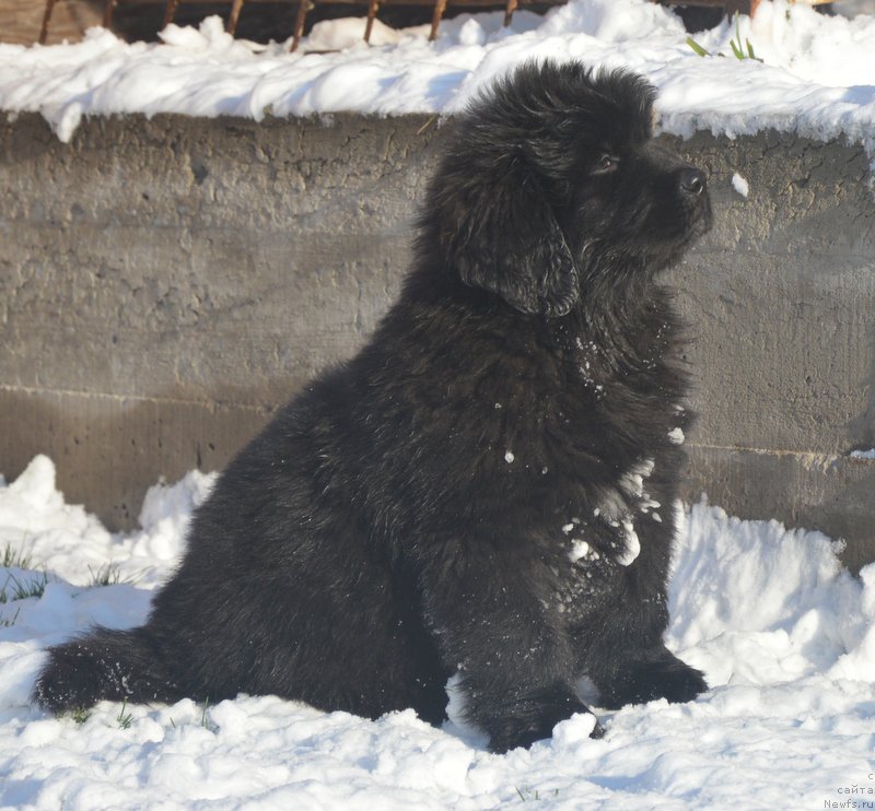 Фото: ньюфаундленд Дэнсинг Баттерфлай из Аркаима (Dancing Butterfly iz Arkaima)