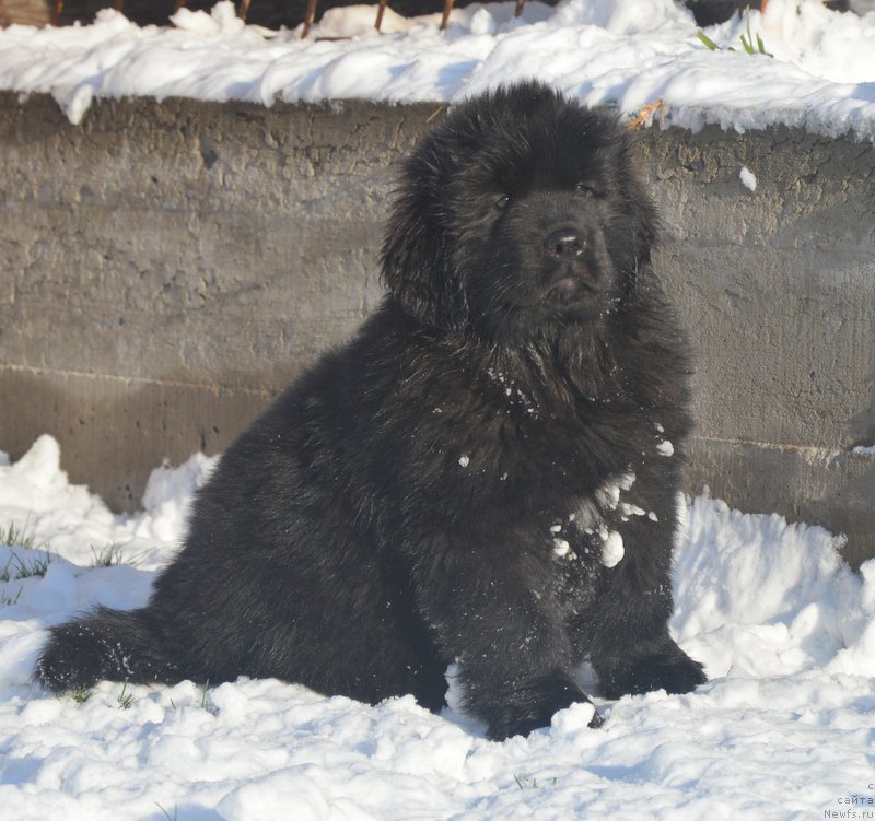 Фото: ньюфаундленд Дэнсинг Баттерфлай из Аркаима (Dancing Butterfly iz Arkaima)