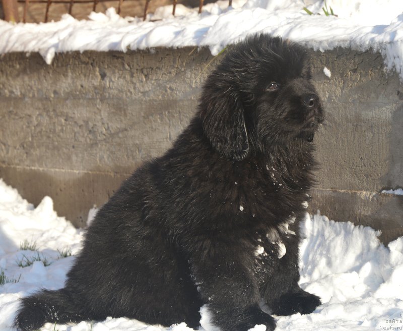 Фото: ньюфаундленд Дэнсинг Баттерфлай из Аркаима (Dancing Butterfly iz Arkaima)