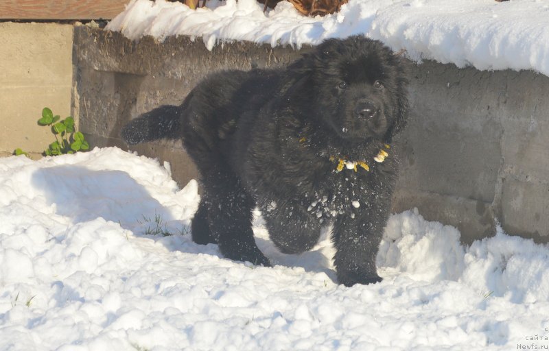 Фото: ньюфаундленд С'Нежная Вьюга Блекберри Элеганс