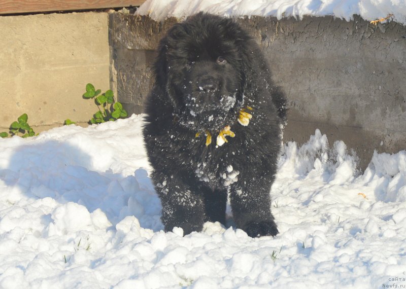 Фото: ньюфаундленд С'Нежная Вьюга Блекберри Элеганс