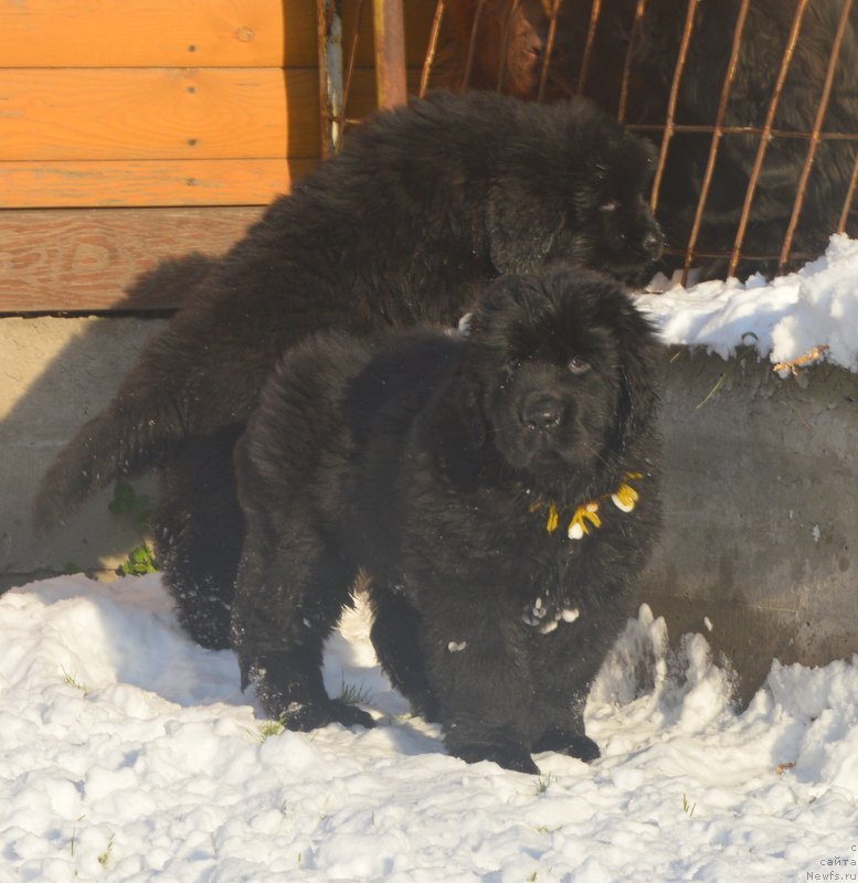 Фото: ньюфаундленд С'Нежная Вьюга Блекберри Элеганс