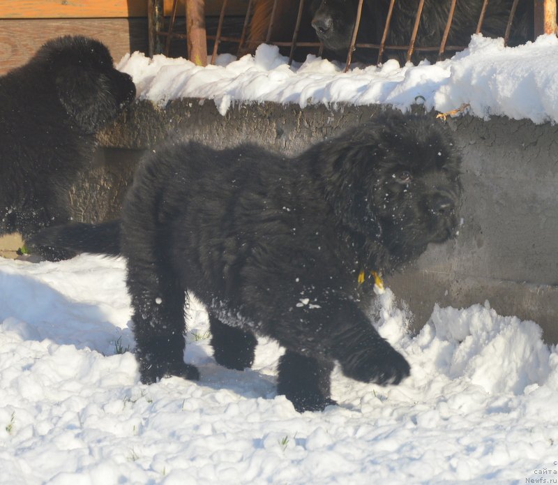 Фото: ньюфаундленд С'Нежная Вьюга Блекберри Элеганс