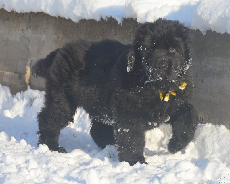 Фото: ньюфаундленд С'Нежная Вьюга Блекберри Элеганс