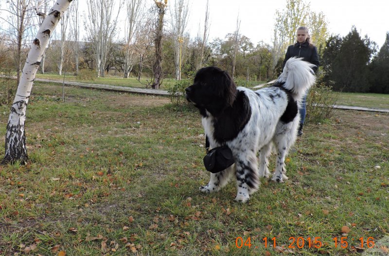 Фото: ньюфаундленд Сказочная Кроха Шампань