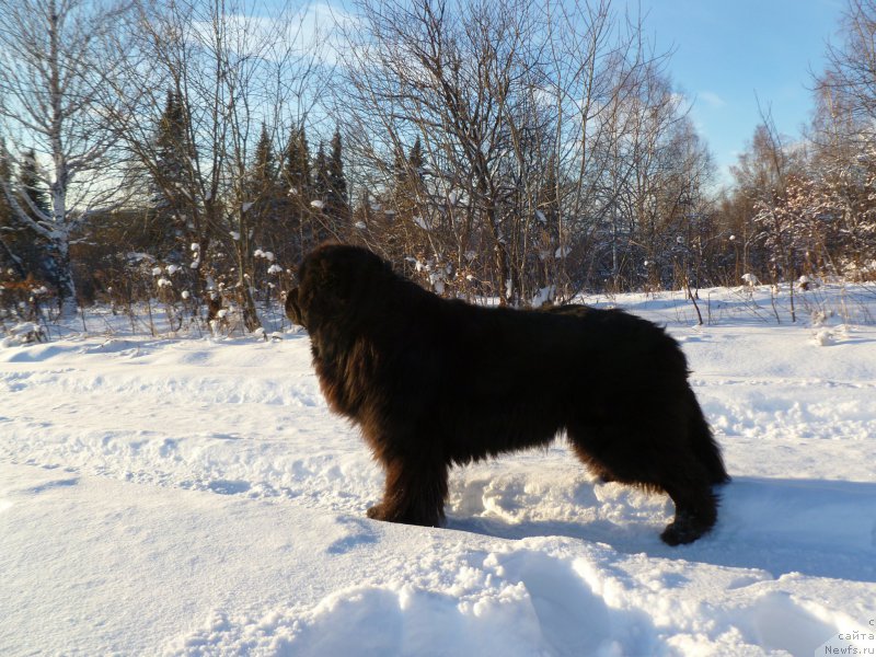 Фото: ньюфаундленд Супер Премиум Ля Мезон