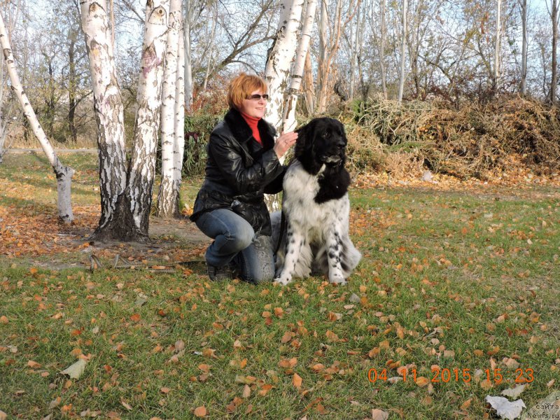 Фото: ньюфаундленд Сказочная Кроха Шампань