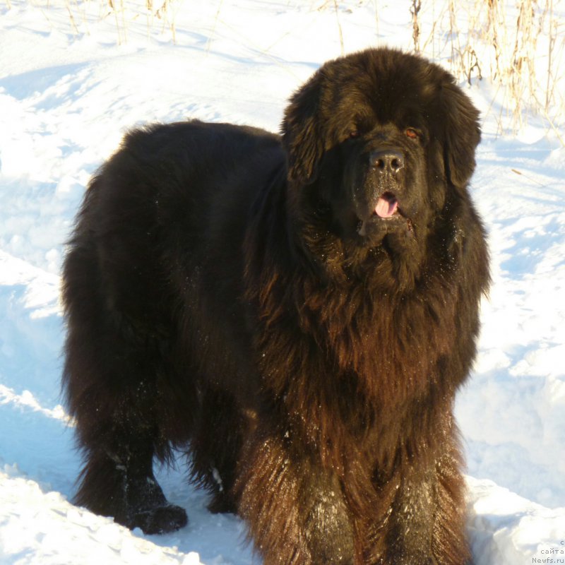 Фото: ньюфаундленд Супер Премиум Ля Мезон