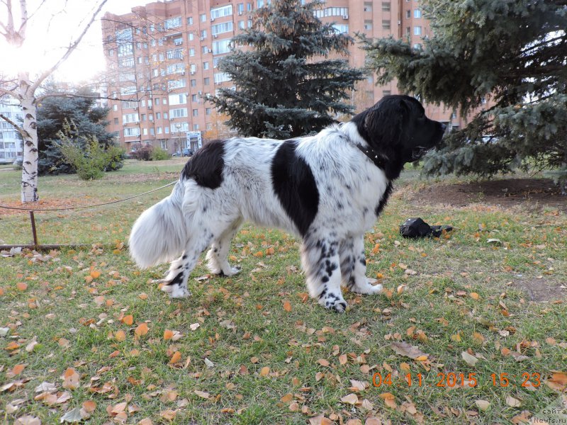 Фото: ньюфаундленд Сказочная Кроха Шампань