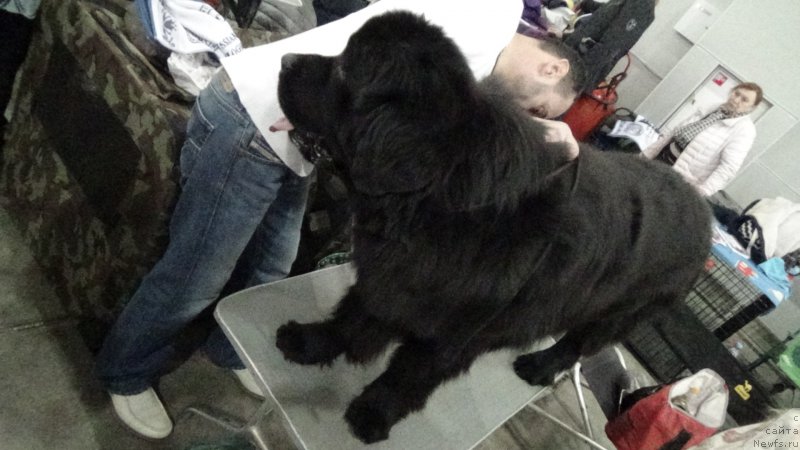 Фото: ньюфаундленд Сент Джонс Оптимус Прайм (Sent Djons Optimus Prime)