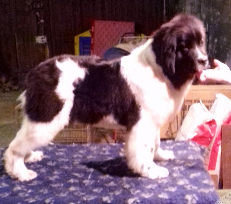 Фотография № 195187