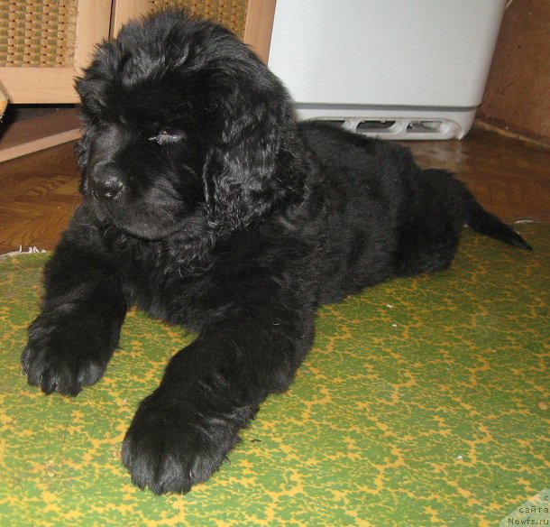 Фото: ньюфаундленд С'Нежная Вьюга Биг Рашшен Босс