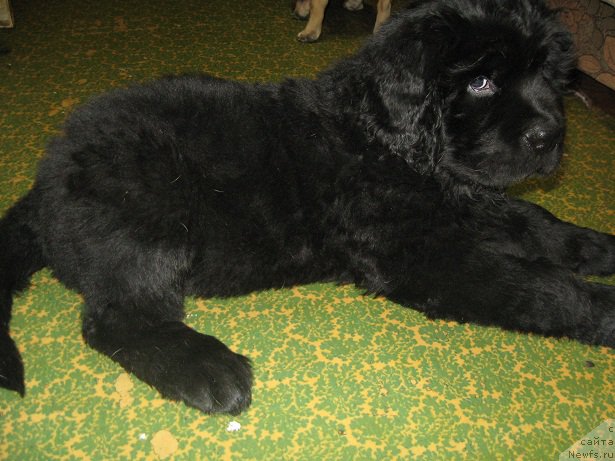 Фото: ньюфаундленд С'Нежная Вьюга Биг Рашшен Босс
