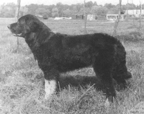 Фото: ньюфаундленд Унгара Пат