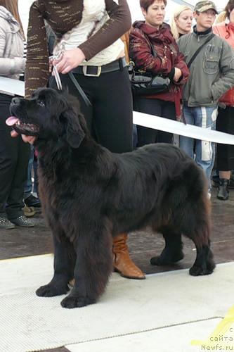 Фото: ньюфаундленд Гленджоан Эксо (Glendzhoah Ekso)