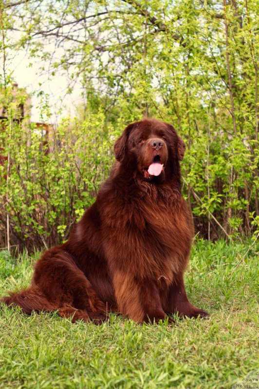 Фотография № 195206