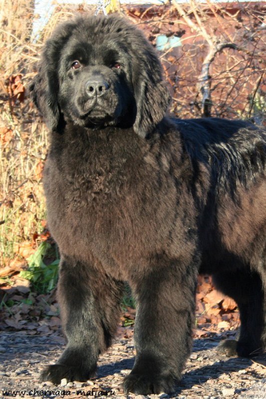Фото: ньюфаундленд Аристократическая Штучка