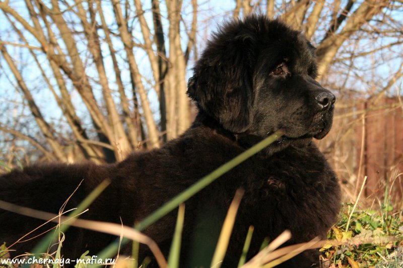 Фото: ньюфаундленд Аристократическая Штучка