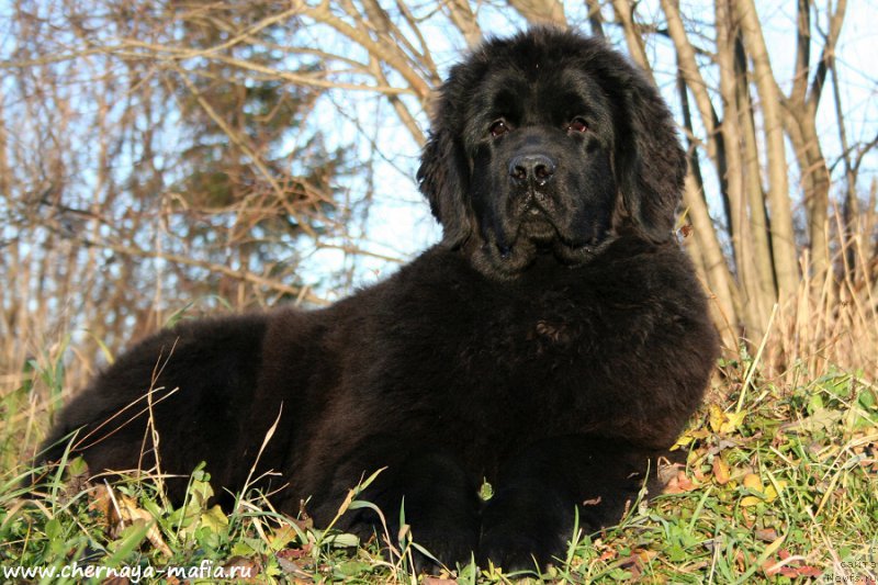 Фото: ньюфаундленд Аристократическая Штучка