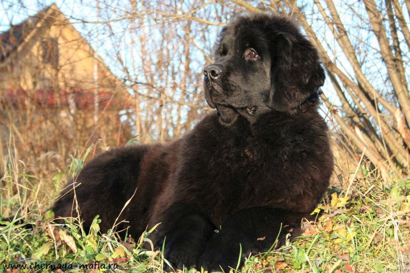 Фото: ньюфаундленд Аристократическая Штучка