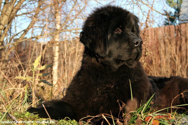 Фото: ньюфаундленд Аристократическая Штучка