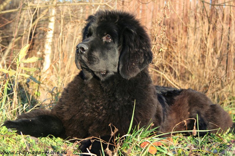 Фото: ньюфаундленд Аристократическая Штучка