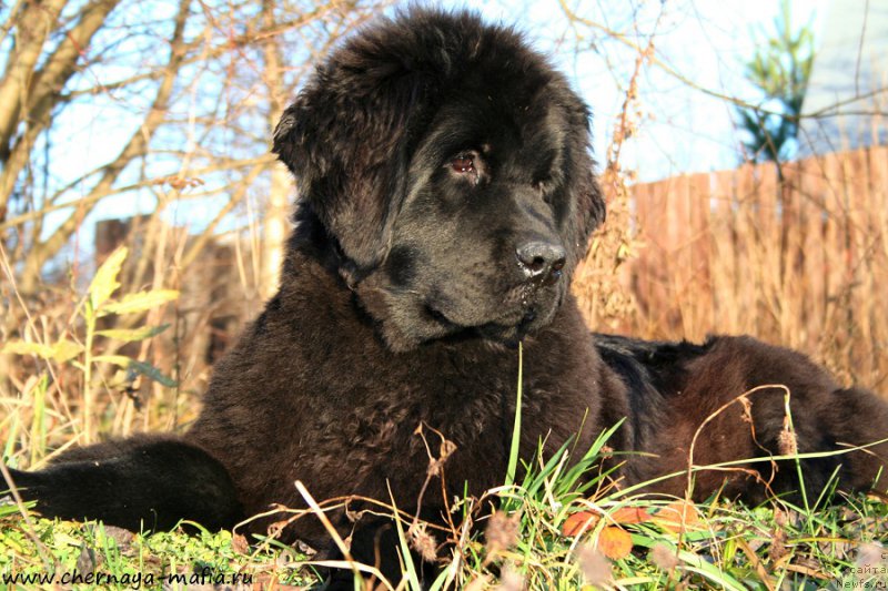 Фото: ньюфаундленд Аристократическая Штучка