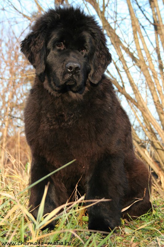 Фото: ньюфаундленд Аристократическая Штучка