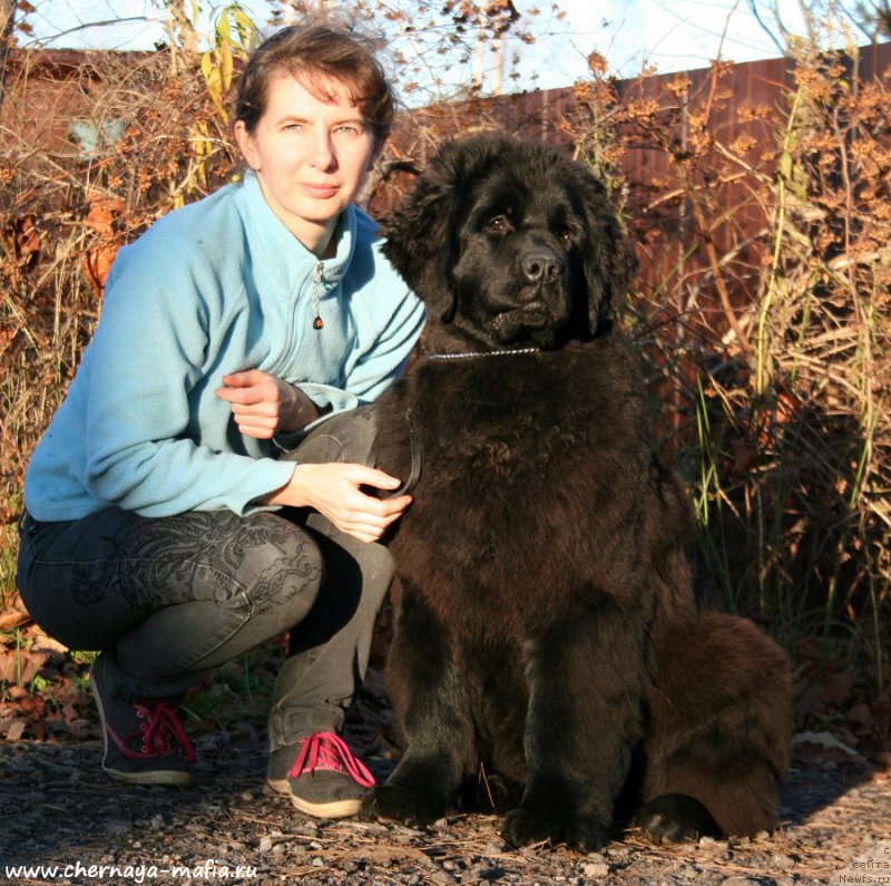 Фото: ньюфаундленд Аристократическая Штучка, Юлия Наумова