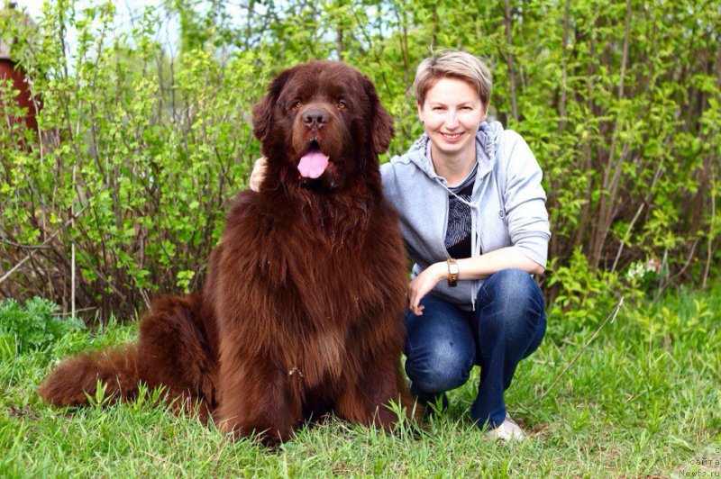 Фото: ньюфаундленд Лесная Сказка Королевский Медведь (Lesnaja Skazka Korolevskiy Medved), Иринка