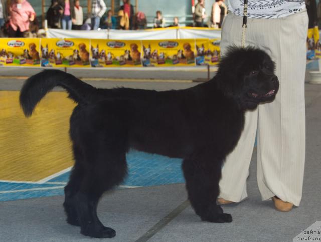 Фото: ньюфаундленд Супер Премиум Вашингтон