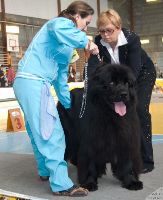 Фото: ньюфаундленд Юган с Тоянова Городка (Ygan s Toyanova Gorodka)