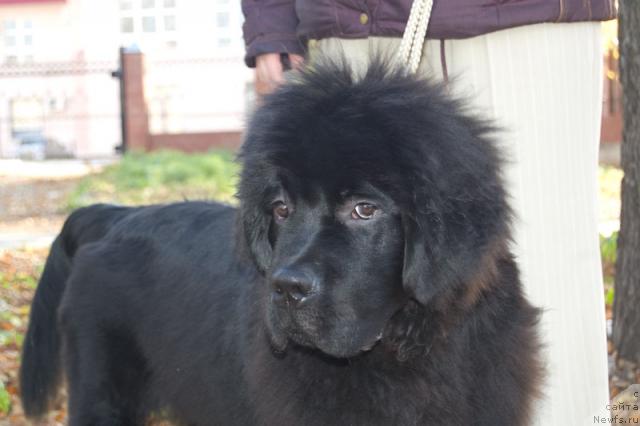 Фото: ньюфаундленд Супер Премиум Вашингтон