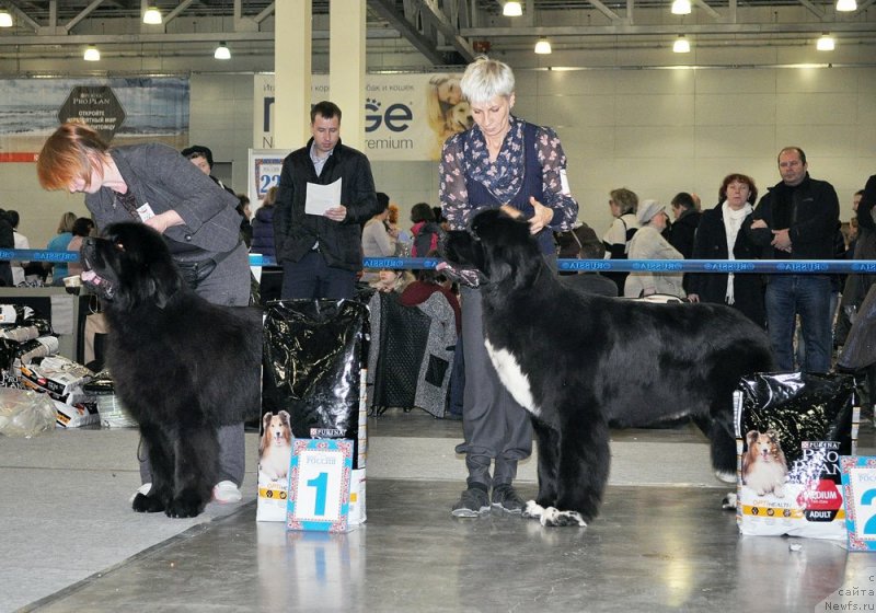 Фото: ньюфаундленд Матвей с Берега Дона (Matvey s Berega Dona), ньюфаундленд Дар Свезы Милк он Павс, Нина Базулина