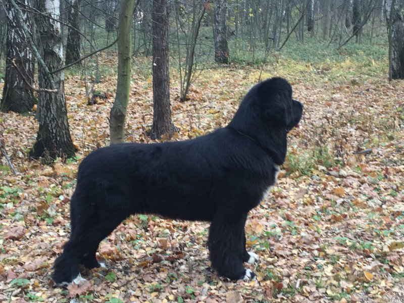 Фото: ньюфаундленд Дар Свезы Милк он Павс