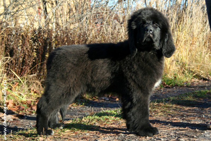 Фото: ньюфаундленд Черная Мафия Аллуринг Проспект (Chernaya Mafia Аlluring Prospect)