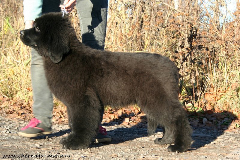 Фото: ньюфаундленд Черная Мафия Алл Ригхтс Ресервед (Chernaya Mafia Аll Rights Reserved)