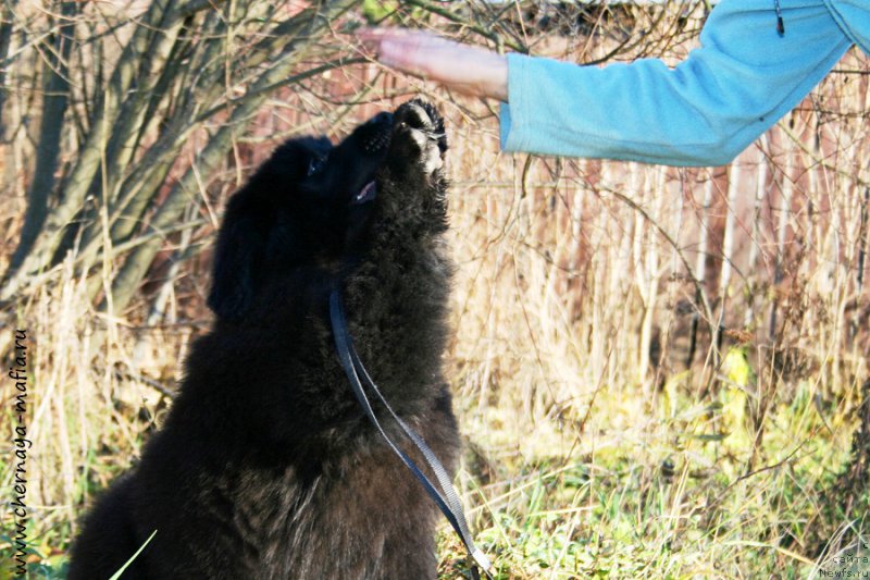 Фото: ньюфаундленд Черная Мафия Алл Ригхтс Ресервед (Chernaya Mafia Аll Rights Reserved)